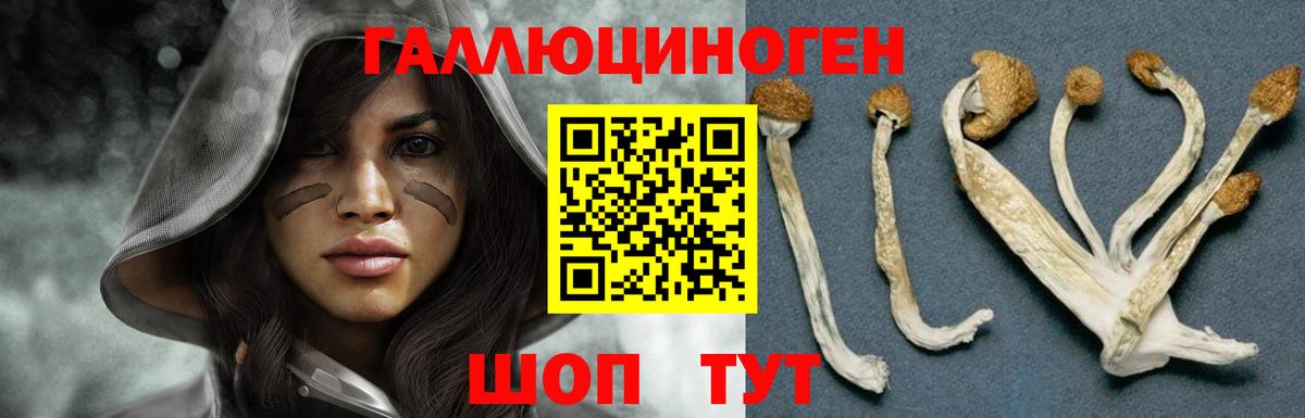 Псилоцибиновые грибы Psilocybine cubensis Новозыбков